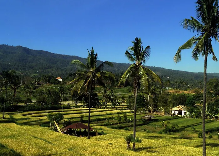 Lafyu Bali Singaraja (Bali)