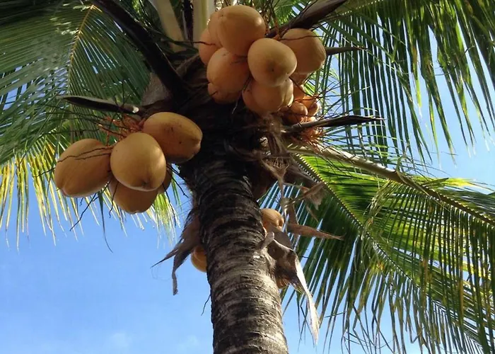 Lafyu Bali