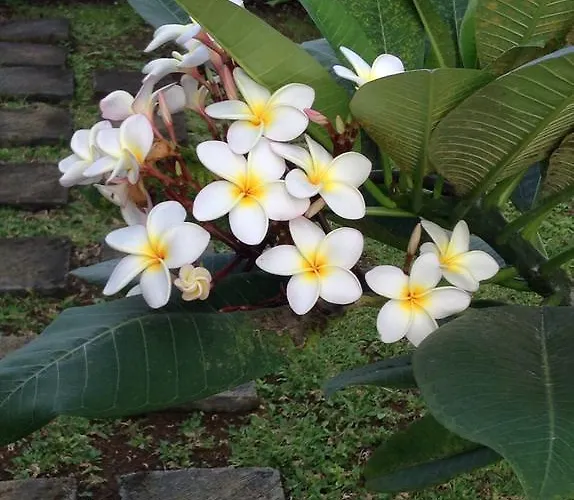 Lafyu Bali