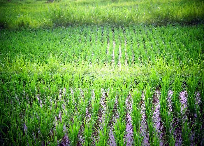 Lafyu Bali Singaraja